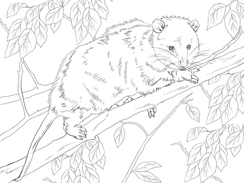 Virginia Opossum On A Tree Coloring Page